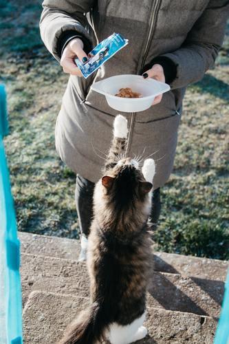 COMBIEN DE TEMPS POUVEZ-VOUS LAISSER LA NOURRITURE POUR CHAT?