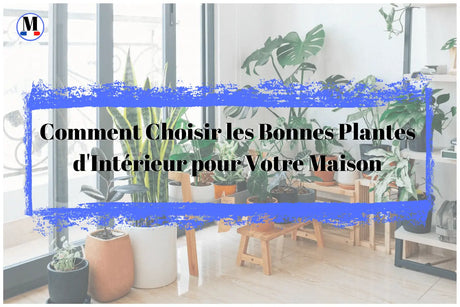 Comment Choisir les Bonnes Plantes d'Intérieur pour Votre Maison - La Maison de la Housse®