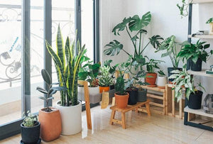 Conseils pour décorer avec des plantes d'intérieur - La Maison de la Housse®