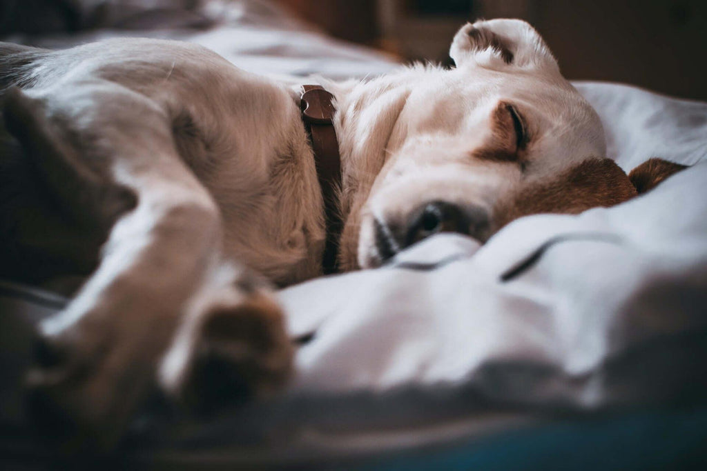 POURQUOI LES CHIENS COURENT-ILS DANS LEUR SOMMEIL?