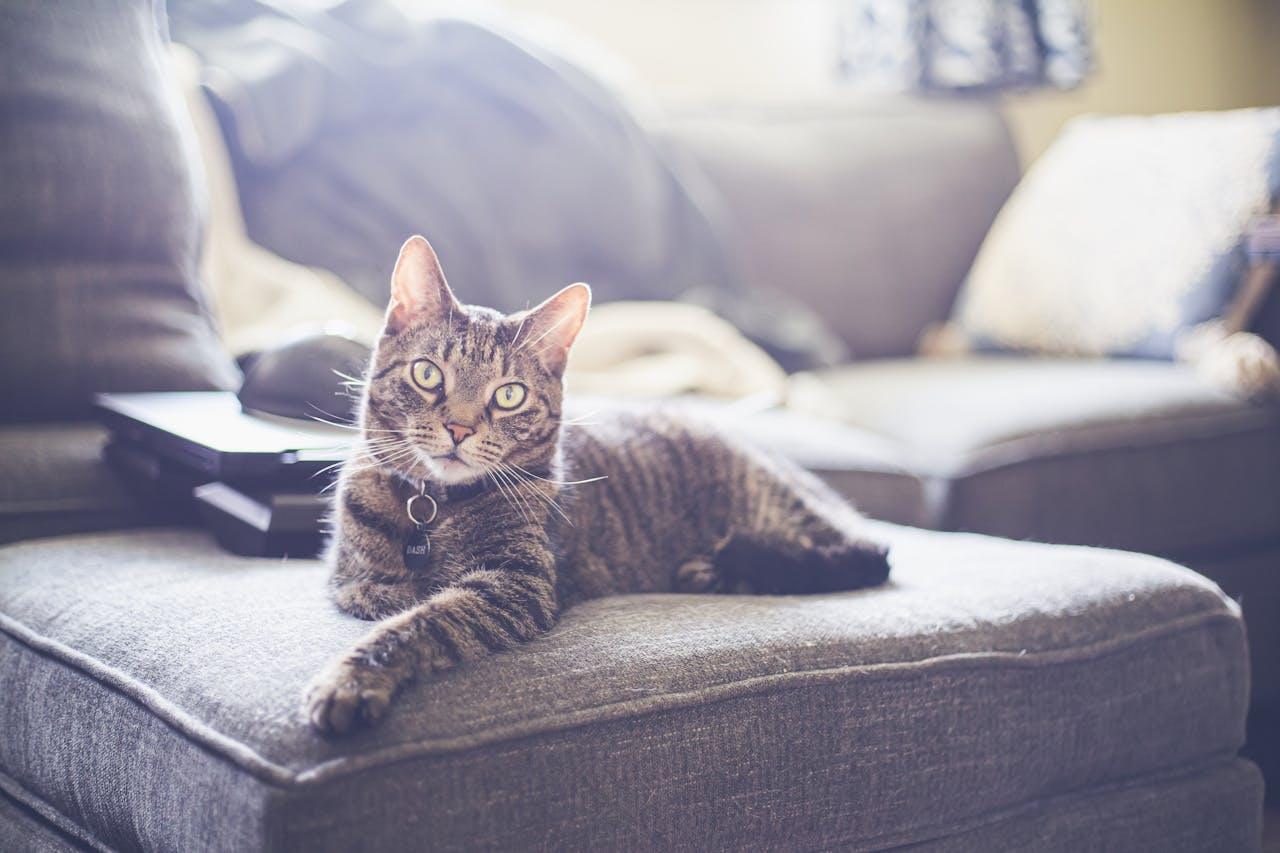 Protéger son Canapé: Conseils pour Prévenir les Griffures de Chat - La Maison de la Housse®