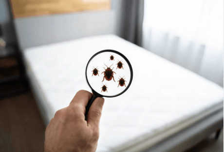Protégez Votre Sommeil avec une Housse Anti Punaise De Lit: Guide Complet - La Maison de la Housse®