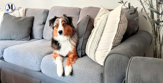 housse de coussin canape avec chien